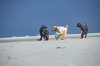 running Dogs