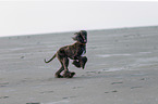 running Afghan