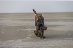 walking Afghan