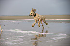 running Afghan