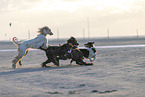 running Dogs