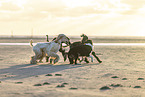 running Dogs