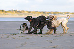 running Dogs