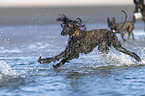 running Dogs