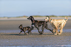 Dogs