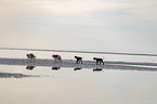 walking Dogs