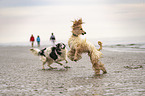 running Dogs