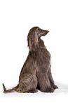 Afghan in front of black background