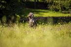 Afghan on meadow