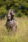 running Afghan