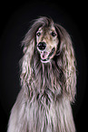 Afghan in front of black background