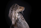 Afghan in front of black background