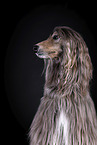 Afghan in front of black background