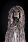 Afghan in front of black background