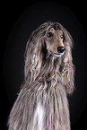 Afghan in front of black background