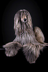 Afghan in front of black background