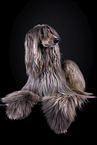 Afghan in front of black background