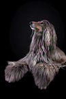 Afghan in front of black background