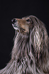 Afghan in front of black background