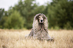 lying Afghan