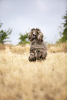 running Afghan