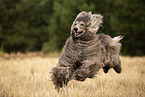 running Afghan