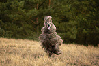 running Afghan