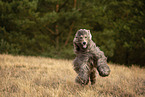 running Afghan