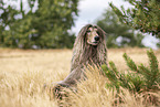 lying Afghan