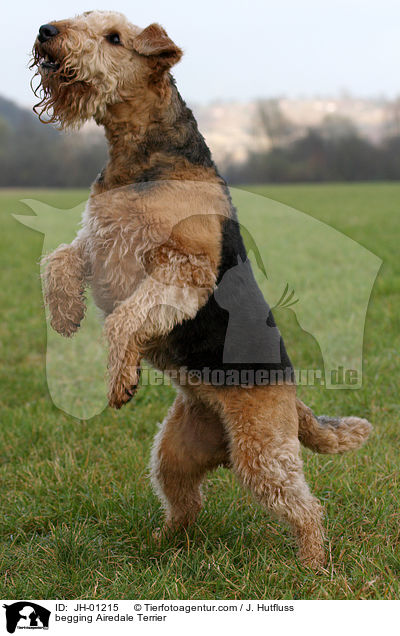 Mnnchen machender Airedale Terrier / begging Airedale Terrier / JH-01215