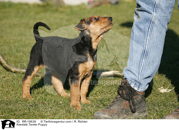 Airedalle Terrier Welpe / Airedale Terrier Puppy / RR-19638