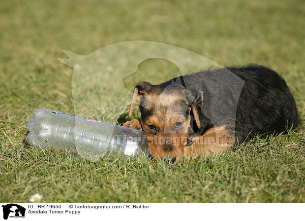 Airedalle Terrier Welpe / Airedale Terrier Puppy / RR-19650