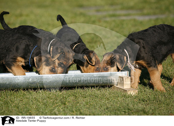 Airedalle Terrier Welpe / Airedale Terrier Puppy / RR-19655