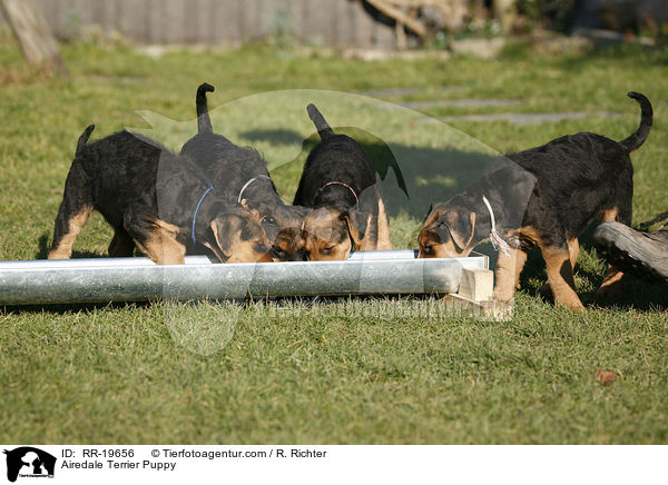 Airedalle Terrier Welpe / Airedale Terrier Puppy / RR-19656
