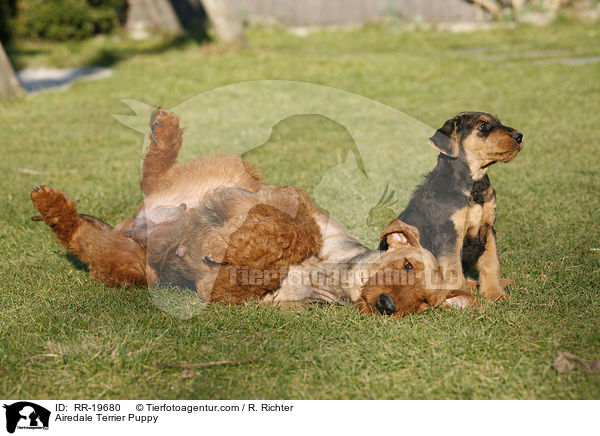 Airedalle Terrier Welpe / Airedale Terrier Puppy / RR-19680