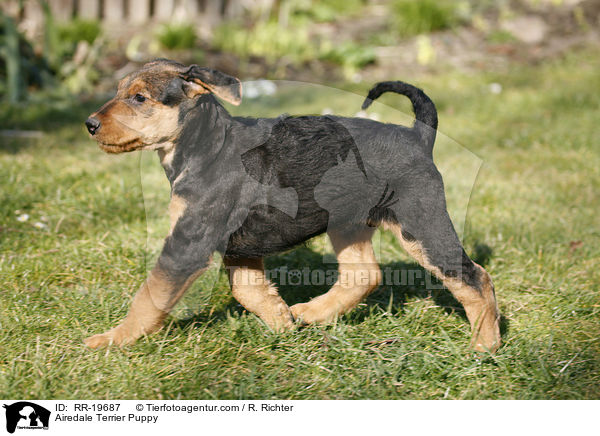 Airedale Terrier Puppy / RR-19687