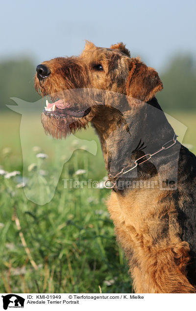 Airedale Terrier Portrait / KMI-01949