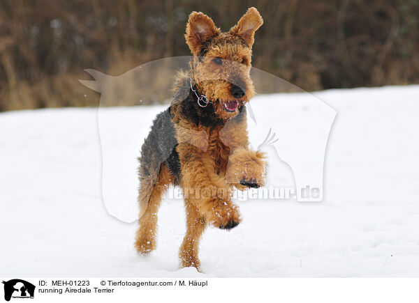 running Airedale Terrier / MEH-01223