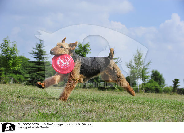 playing Airedale Terrier / SST-06670