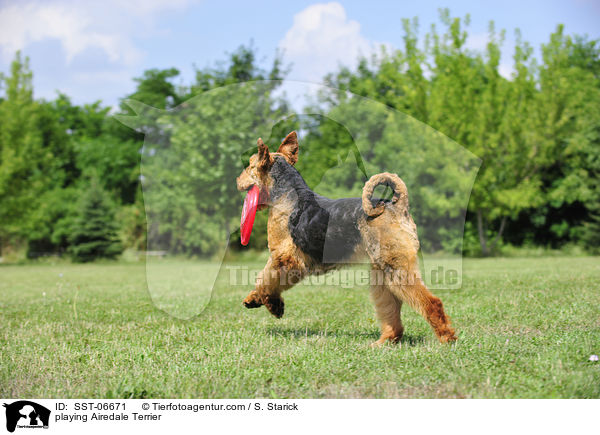 playing Airedale Terrier / SST-06671