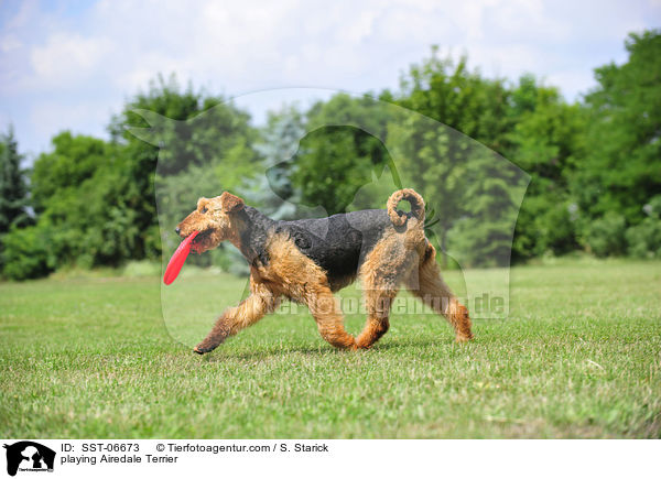 playing Airedale Terrier / SST-06673