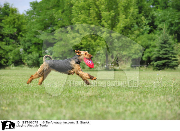 playing Airedale Terrier / SST-06675