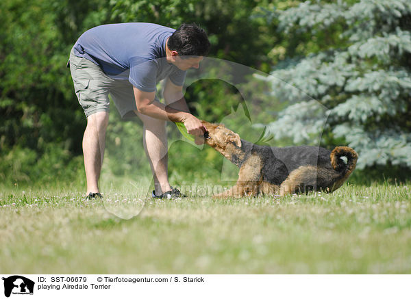 playing Airedale Terrier / SST-06679