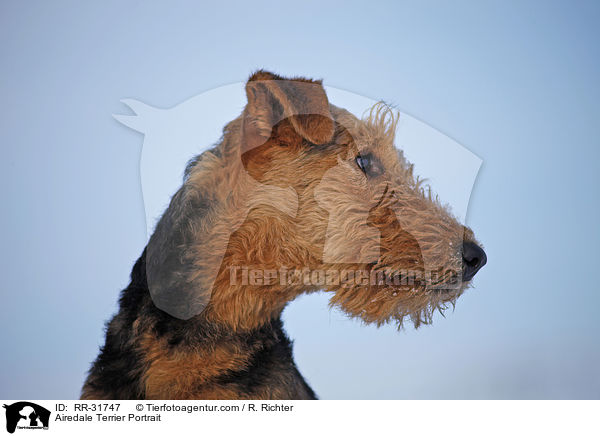 Airedale Terrier Portrait / Airedale Terrier Portrait / RR-31747