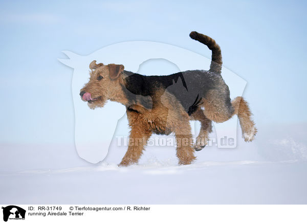 rennender Airedale Terrier / running Airedale Terrier / RR-31749