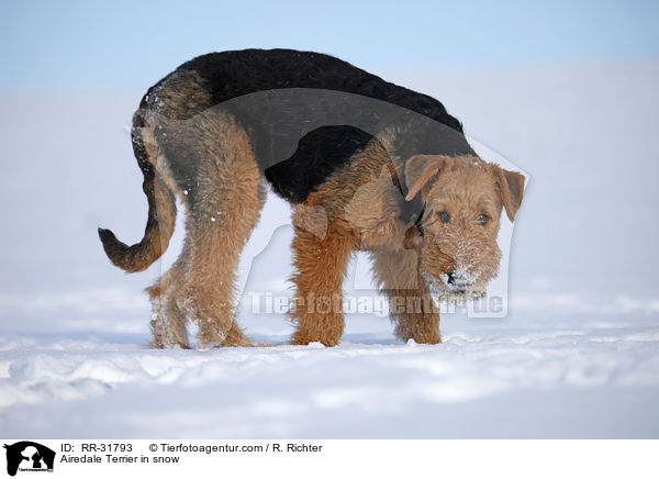 Airedale Terrier in snow / RR-31793