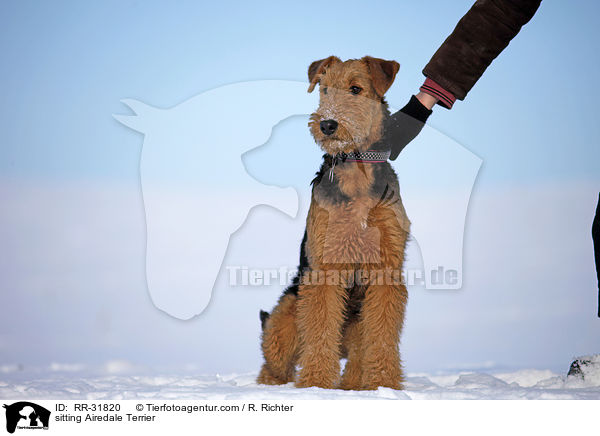 sitting Airedale Terrier / RR-31820