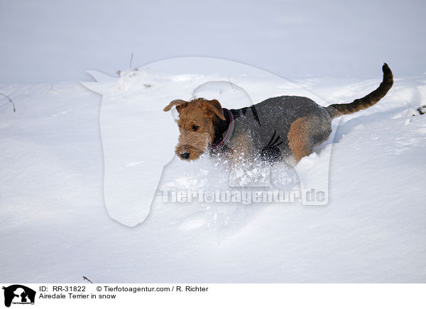 Airedale Terrier in snow / RR-31822