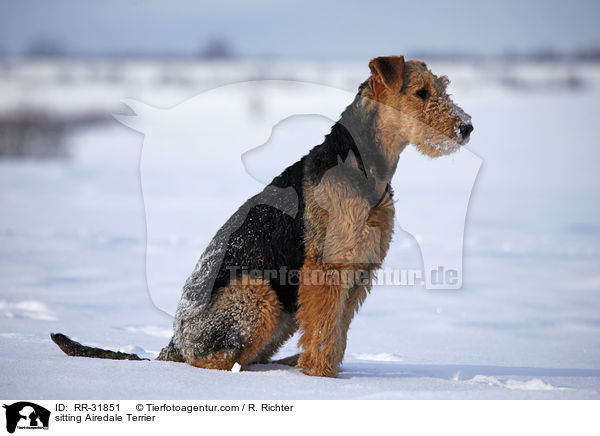 sitting Airedale Terrier / RR-31851