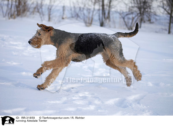 running Airedale Terrier / RR-31859